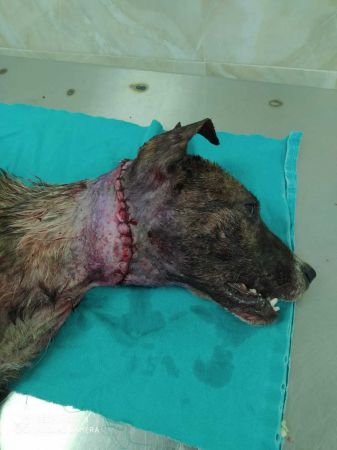 Gaziantep'te naylon ip köpeğin boynunu kesti 5