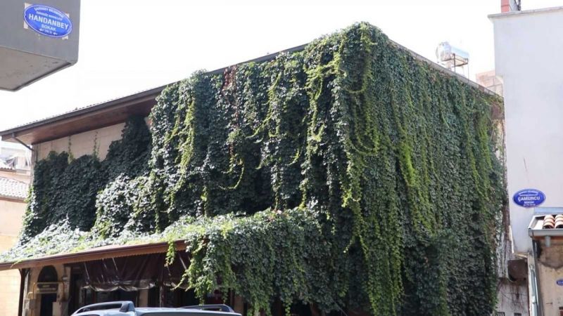 Foto Haber:Tarihi kahvehane 25 yıldır sarmaşıkla kaplı 3