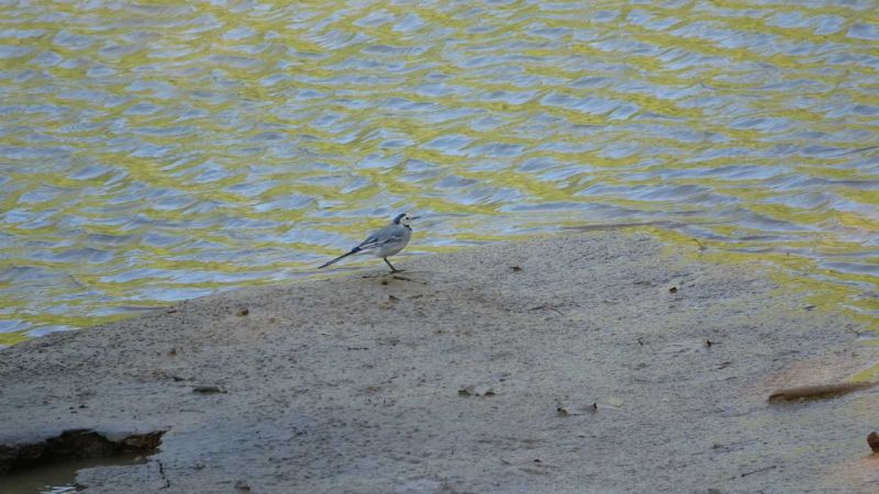 Foto Haber:Toroslar’da sonbahar manzaraları görsel şölen oluşturuyor 5