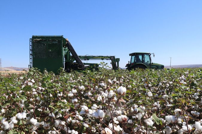 Foto Haber:Gaziantepli Çiftçileri Pamuk Sevindirdi! 2