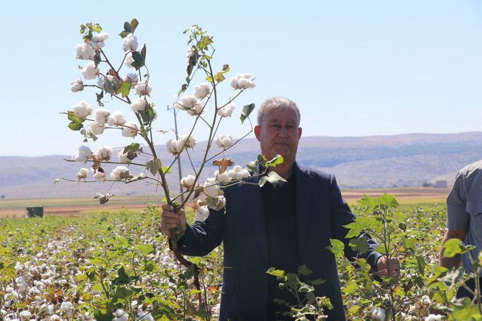 Foto Haber:Gaziantepli Çiftçileri Pamuk Sevindirdi! 3