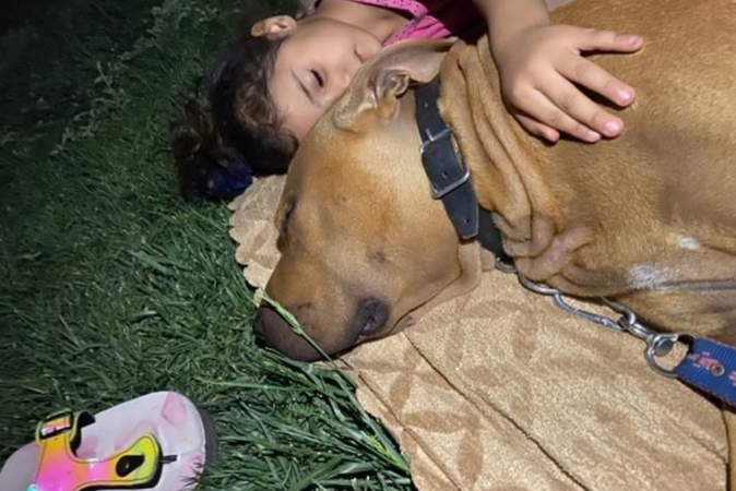 Minik Asiye o köpeklerle böyle oynamış... Gaziantep’teki Pitbull saldırısında yeni görüntüler ortaya çıktı 1