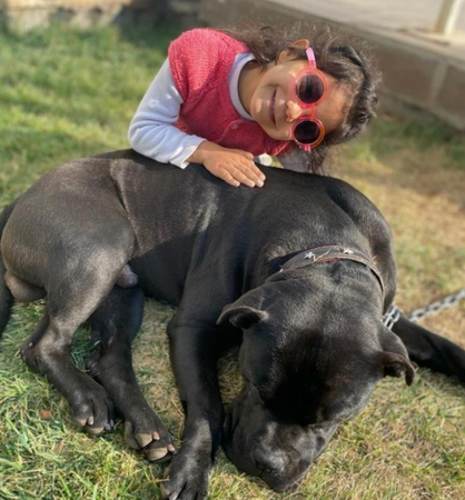 Minik Asiye o köpeklerle böyle oynamış... Gaziantep’teki Pitbull saldırısında yeni görüntüler ortaya çıktı 3