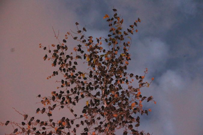 Foto Haber: Gaziantep'te Sığırcıkların Gökyüzünde Dansı İlgiyle İzledi 1