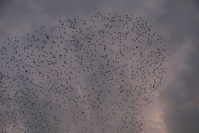 Foto Haber: Gaziantep'te Sığırcıkların Gökyüzünde Dansı İlgiyle İzledi 3
