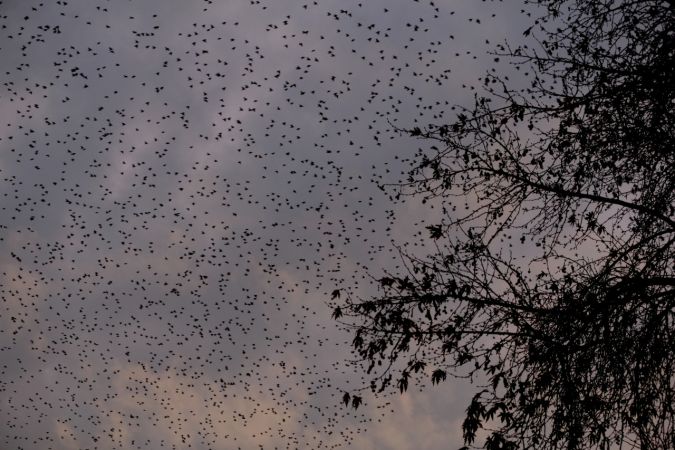 Foto Haber: Gaziantep'te Sığırcıkların Gökyüzünde Dansı İlgiyle İzledi 4