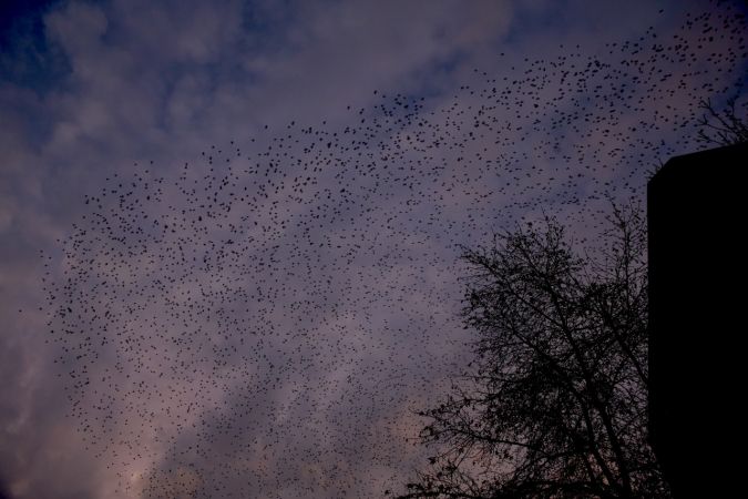 Foto Haber: Gaziantep'te Sığırcıkların Gökyüzünde Dansı İlgiyle İzledi 5