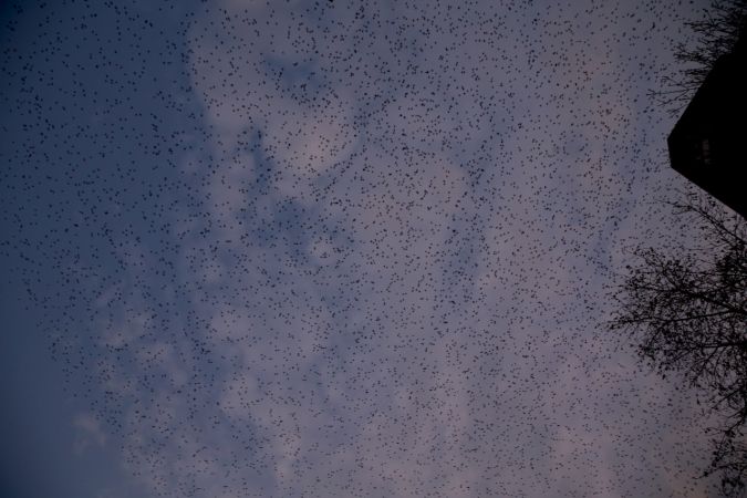 Foto Haber: Gaziantep'te Sığırcıkların Gökyüzünde Dansı İlgiyle İzledi 6