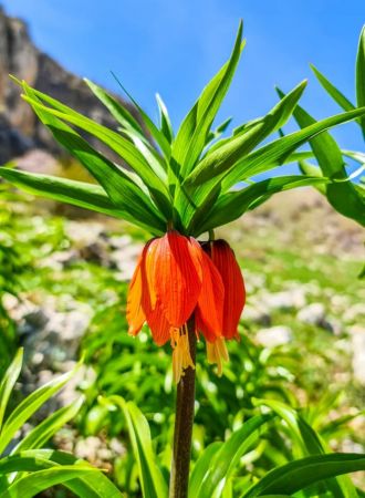 Bu çiçeği koparmanın cezası 80 bin TL... Hüznün sembolü Ters lale çiçeği nerede yetişir? Ters lale nesli tükendi mi? 1