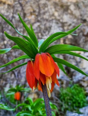 Bu çiçeği koparmanın cezası 80 bin TL... Hüznün sembolü Ters lale çiçeği nerede yetişir? Ters lale nesli tükendi mi? 2
