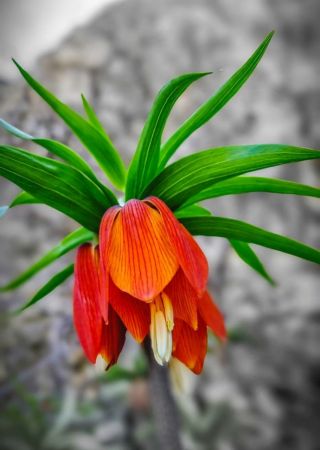 Bu çiçeği koparmanın cezası 80 bin TL... Hüznün sembolü Ters lale çiçeği nerede yetişir? Ters lale nesli tükendi mi? 3