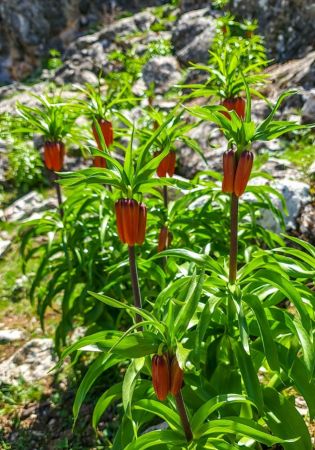 Bu çiçeği koparmanın cezası 80 bin TL... Hüznün sembolü Ters lale çiçeği nerede yetişir? Ters lale nesli tükendi mi? 4