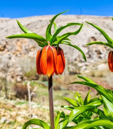 Bu çiçeği koparmanın cezası 80 bin TL... Hüznün sembolü Ters lale çiçeği nerede yetişir? Ters lale nesli tükendi mi? 5