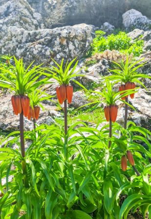 Bu çiçeği koparmanın cezası 80 bin TL... Hüznün sembolü Ters lale çiçeği nerede yetişir? Ters lale nesli tükendi mi? 6