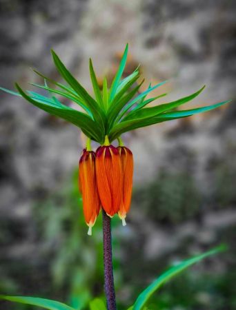 Bu çiçeği koparmanın cezası 80 bin TL... Hüznün sembolü Ters lale çiçeği nerede yetişir? Ters lale nesli tükendi mi? 7