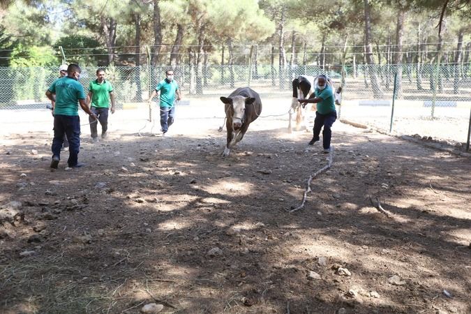 Gaziantep'te Kurbanlık Fiyatları Şimdiden  Et Alamıyoruz BIRAK  'Bu Sene Kurban mı? Kesicem' Dedirtiyor! İşte 2022 Kurbanlık Fiyatları...Yorumlarınız 2