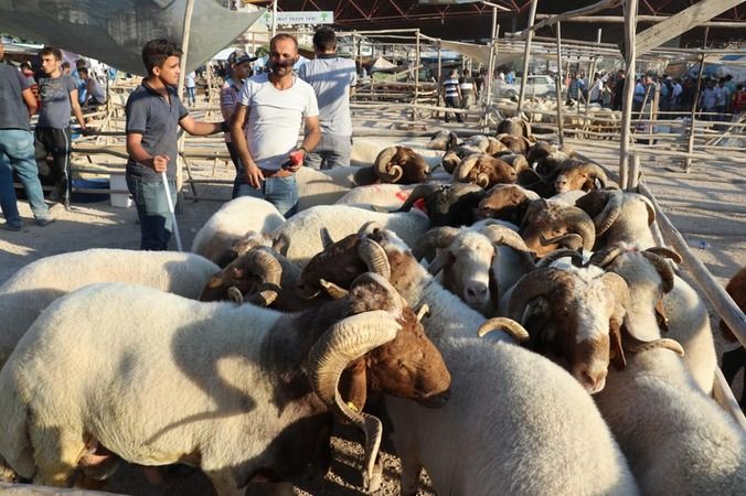 Gaziantep'te Kurbanlık Fiyatları Şimdiden  Et Alamıyoruz BIRAK  'Bu Sene Kurban mı? Kesicem' Dedirtiyor! İşte 2022 Kurbanlık Fiyatları...Yorumlarınız 3