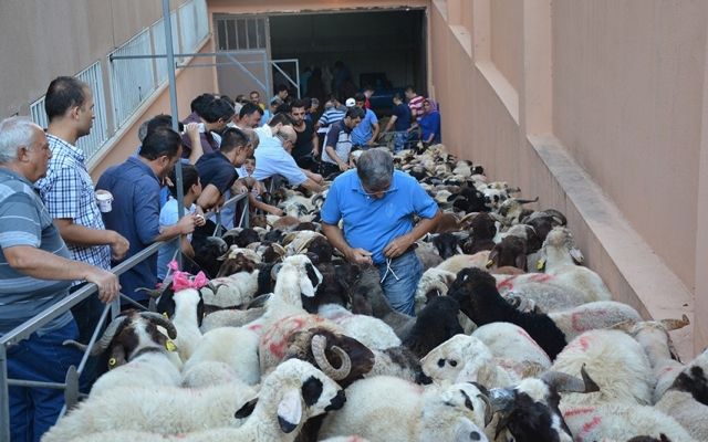 Gaziantep'te Kurbanlık Fiyatları Şimdiden  Et Alamıyoruz BIRAK  'Bu Sene Kurban mı? Kesicem' Dedirtiyor! İşte 2022 Kurbanlık Fiyatları...Yorumlarınız 1