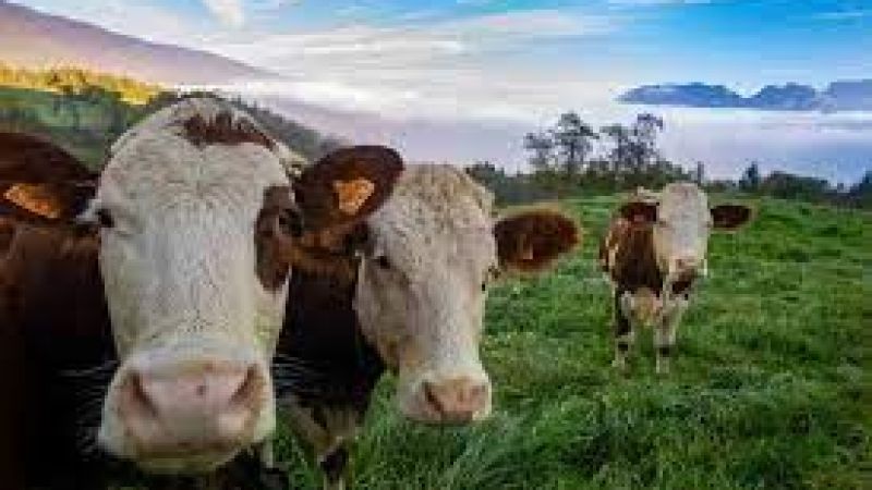 Köye Dönmek, Hayvancılık Yapmak İsteyenlere Müthiş Destek Resmen Açıklandı: 300 Koyun Hibe Edilecek! Hayvancılık Yapmak İsteyenler Hemen Başvurabilir! 3