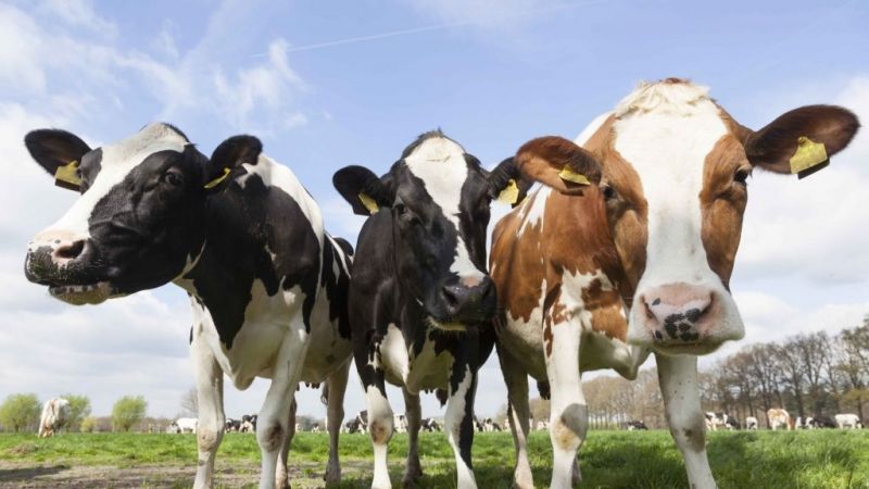 Köye Dönmek, Hayvancılık Yapmak İsteyenlere Müthiş Destek Resmen Açıklandı: 300 Koyun Hibe Edilecek! Hayvancılık Yapmak İsteyenler Hemen Başvurabilir! 4