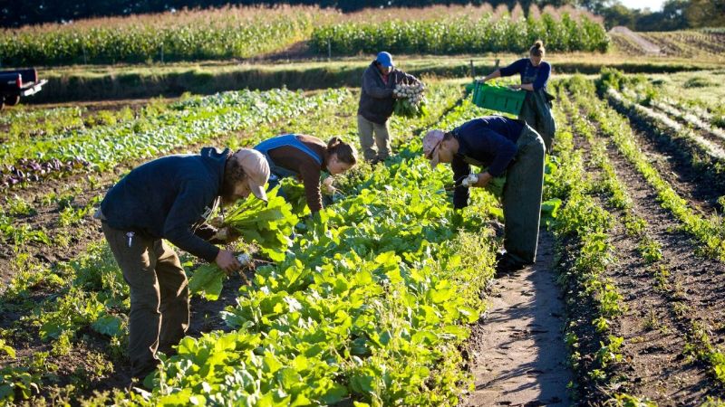Çiftçilere Müjdeli Son Dakika Haberi Geldi: Tarla İpotekli Kredi Verilecek! Nakde Sıkışan Çiftçiye İlaç Gibi Çözüm! 2