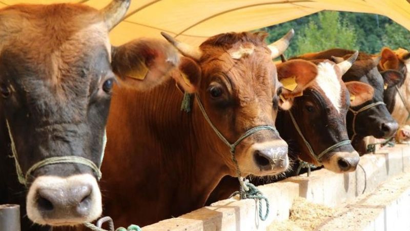 Kurban Bayramı Öncesi Marketlerin Fiyatları Belli Oldu! 2022 Güncel BİM, A101, CarrefourSA ve Migros Kurbanlık Fiyatları 1