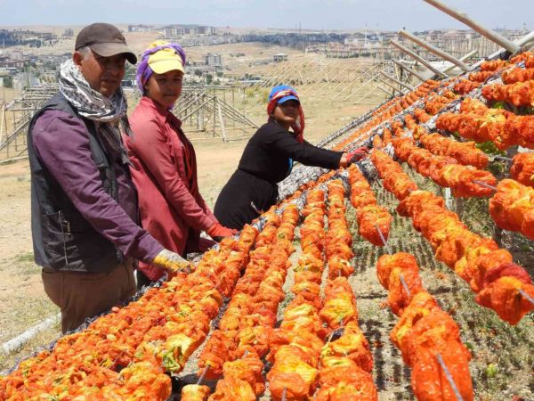 Gaziantep'te kış sofralarının vazgeçilmez lezzeti kurutmalıklar çatı olarak adlandırılan sırıklara gerilmeye başlanarak güneşe bırakıldı. Gaziantep’te sezonun ilk kurutmalıkları güneşe bırakıldı! 1
