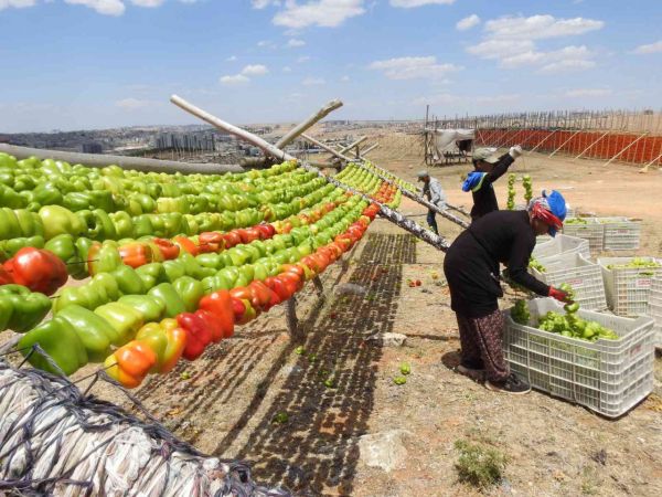 Gaziantep'te kış sofralarının vazgeçilmez lezzeti kurutmalıklar çatı olarak adlandırılan sırıklara gerilmeye başlanarak güneşe bırakıldı. Gaziantep’te sezonun ilk kurutmalıkları güneşe bırakıldı! 4