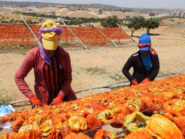 Gaziantep'te kış sofralarının vazgeçilmez lezzeti kurutmalıklar çatı olarak adlandırılan sırıklara gerilmeye başlanarak güneşe bırakıldı. Gaziantep’te sezonun ilk kurutmalıkları güneşe bırakıldı! 7