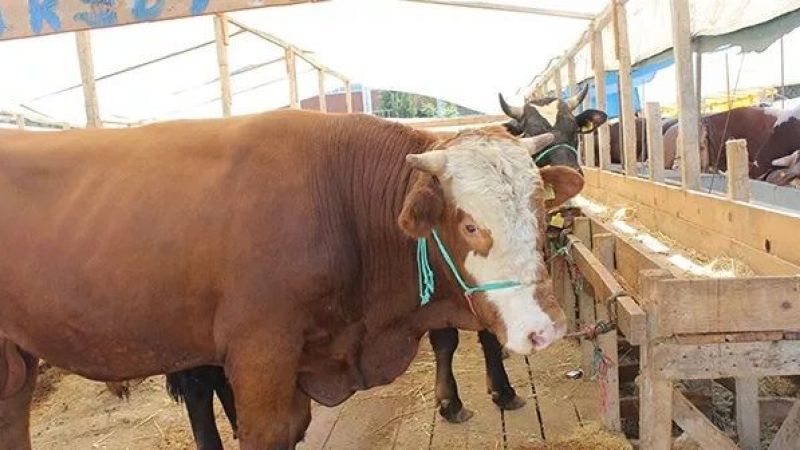 Kredi Kartı İle Kurbanlık Satın Alacak Olanlar Dikkat: Kurban Bayramı Öncesinde Diyanet İşleri Başkanlığı'ndan Önemli Açıklama Geldi! 2