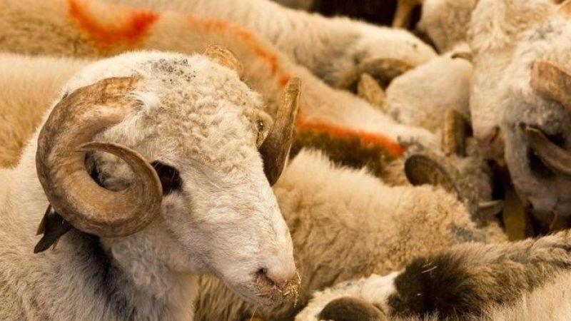 Kredi Kartı İle Kurbanlık Satın Alacak Olanlar Dikkat: Kurban Bayramı Öncesinde Diyanet İşleri Başkanlığı'ndan Önemli Açıklama Geldi! 1