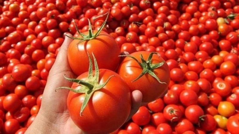 Her Gün Tükettiğimiz ve Sebze Olarak Bildiğimiz O Meyvenin Vücuda Olan Faydalarını Öğrendiğinizde Şok Olacaksınız! Tıkanık Damarları Açma, Kanserli Hücreleri İyileştirme... 3