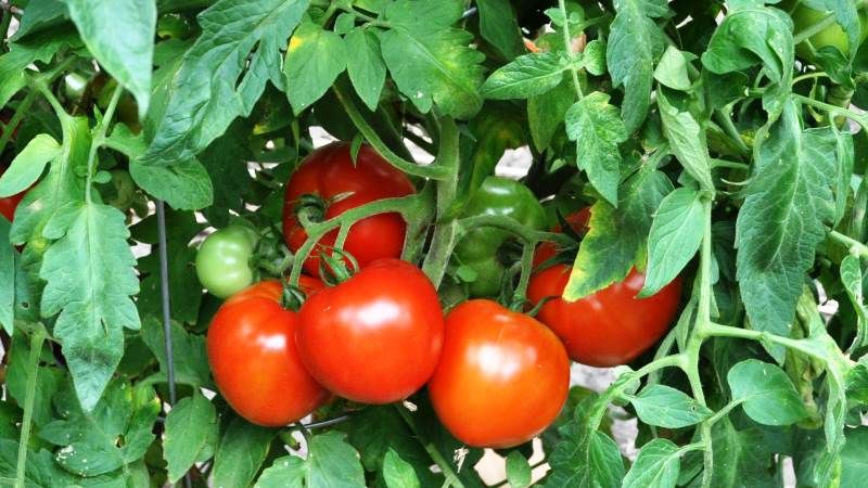 Her Gün Tükettiğimiz ve Sebze Olarak Bildiğimiz O Meyvenin Vücuda Olan Faydalarını Öğrendiğinizde Şok Olacaksınız! Tıkanık Damarları Açma, Kanserli Hücreleri İyileştirme... 2