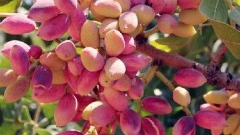 1 Ağustos Gaziantep Fıstık Fiyatları Güncellendi! Antep İç ve Kabuklu Fıstıklar Ne Kadar Oldu? 1 Kg Antep Fıstığı Kaç TL? 2