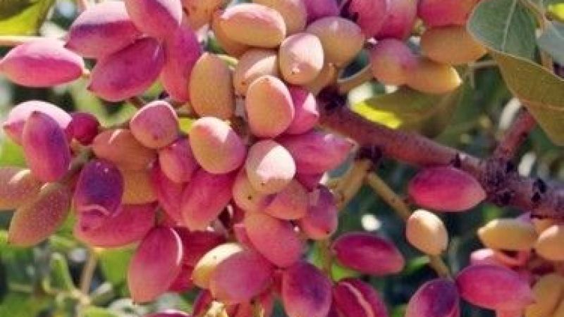 3 Ağustos Çarşamba Gaziantep Fıstık Fiyatları Yine Güncellendi! Antep Fıstığının Kilo Fiyatı Ne Kadar Oldu? 4