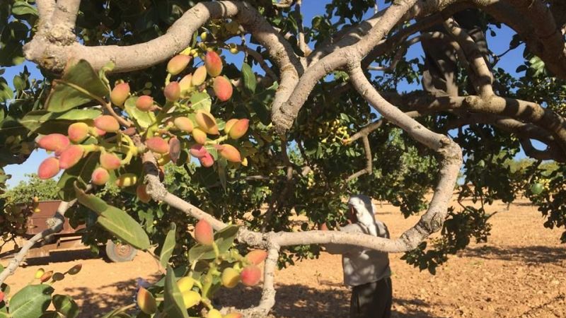 4 Ağustos Perşembe Gaziantep Fıstık Fiyatlarında Şok Fiyat! Gaziantep Nizip Borsası, İç ve Kabuklu Fıstıkların Güncel Fiyatlarını Duyurdu! 3