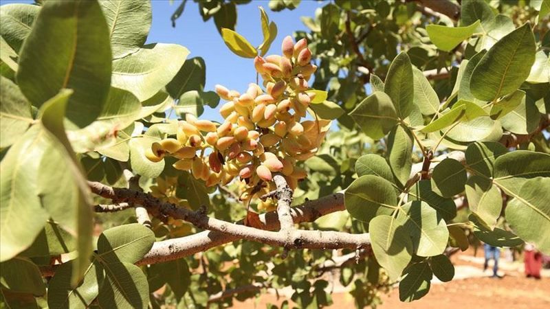 4 Ağustos Perşembe Gaziantep Fıstık Fiyatlarında Şok Fiyat! Gaziantep Nizip Borsası, İç ve Kabuklu Fıstıkların Güncel Fiyatlarını Duyurdu! 4