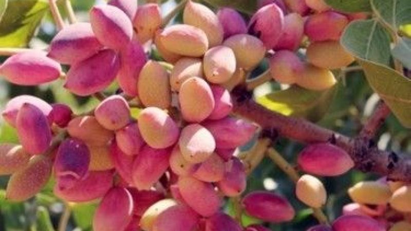 Fıstık Fiyatları Uçuşa Geçti! 6 Ağustos Cumartesi Gaziantep Fıstık Fiyatları Duyuruldu! 2