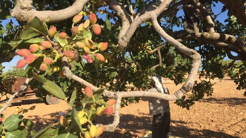 11 Ağustos Perşembe Gaziantep Fıstık Fiyatları! Kabuklu Fıstık ve Antep İçi Zamlandı Mı? 1 Kg Antep Fıstığı Ne Kadar Oldu? 3