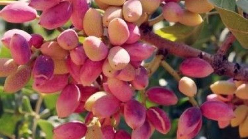 11 Ağustos Perşembe Gaziantep Fıstık Fiyatları! Kabuklu Fıstık ve Antep İçi Zamlandı Mı? 1 Kg Antep Fıstığı Ne Kadar Oldu? 2