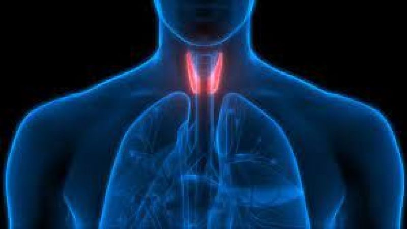 Bu Besinlerin Tüketimi Tiroid Hastalığına İyi Geliyor! Tiroide İyi Gelen Meyve ve Sebzeler, Yiyecekler Nelerdir? 3