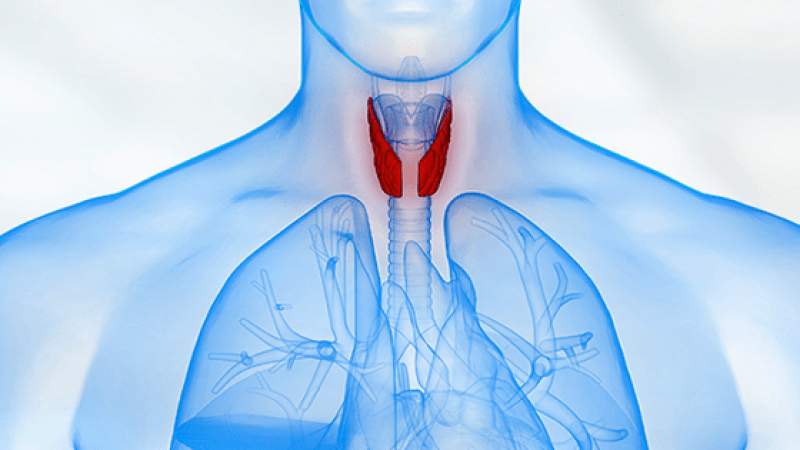 Bu Besinlerin Tüketimi Tiroid Hastalığına İyi Geliyor! Tiroide İyi Gelen Meyve ve Sebzeler, Yiyecekler Nelerdir? 1