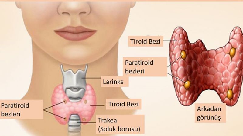 Bu Besinlerin Tüketimi Tiroid Hastalığına İyi Geliyor! Tiroide İyi Gelen Meyve ve Sebzeler, Yiyecekler Nelerdir? 2