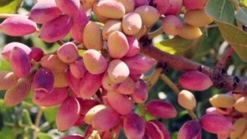 16 Ağustos 2022 Gaziantep Nizip Borsası Antep Fıstığı Fiyatları! Kabuklu Antep Fıstığı Kaç TL Oldu? Antep İçinin Kilosu Ne Kadar? 3