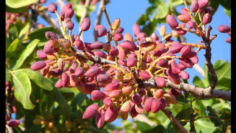 Antep Fıstığında Rekor Fiyatlar! Gaziantep Nizip Borsası Antep İçi Ve Kabuklu Antep Fıstığı Ürünlerinin Güncel Fiyatlarını Duyurdu! 17 Ağustos 2022 Antep Fıstığı Fiyatları 4