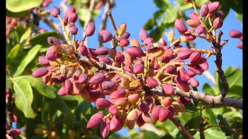 18 Ağustos Perşembe Antep Fıstığı Ürünlerinin Fiyatlarında Son Durum! Kabuklu Antep Fıstığı Ne Kadar Oldu? Antep İçinin Kilogram Fiyatı Kaç TL? 1