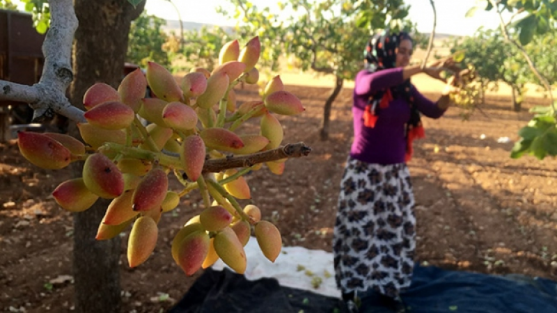 18 Ağustos Perşembe Antep Fıstığı Ürünlerinin Fiyatlarında Son Durum! Kabuklu Antep Fıstığı Ne Kadar Oldu? Antep İçinin Kilogram Fiyatı Kaç TL? 4