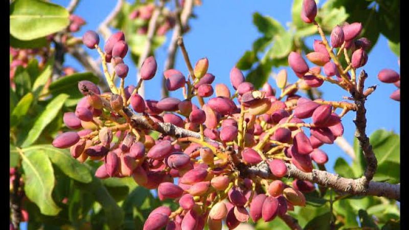 19 Ağustos 2022 Güncel Antep Fıstığı Fiyatları! Antep Fıstığının Kilogram Fiyatı Kaç TL? Antep İçinin Kilosu Kaç Lira? 1