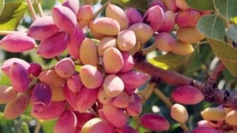 19 Ağustos 2022 Güncel Antep Fıstığı Fiyatları! Antep Fıstığının Kilogram Fiyatı Kaç TL? Antep İçinin Kilosu Kaç Lira? 4