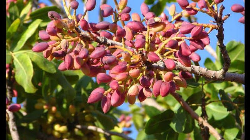 Kabuklu Antep Fıstığı ve Antep İçi Ürünlerinde Şok Değişim! 22 Ağustos 2022 Güncel Antep Fıstığı Fiyatları Duyuruldu! 3